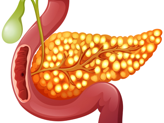 best-pancreatitis-treatment-meerpet